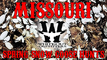 Whiteout Outfitters Missouri Spring Snow Goose Hunts
