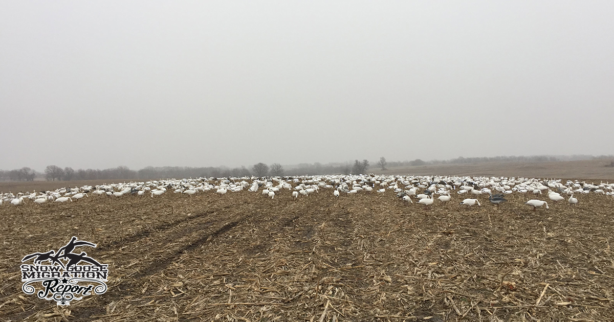 How to Plan a Successful Snow Goose Hunt: Timing, Scouting, Gear & Logistics