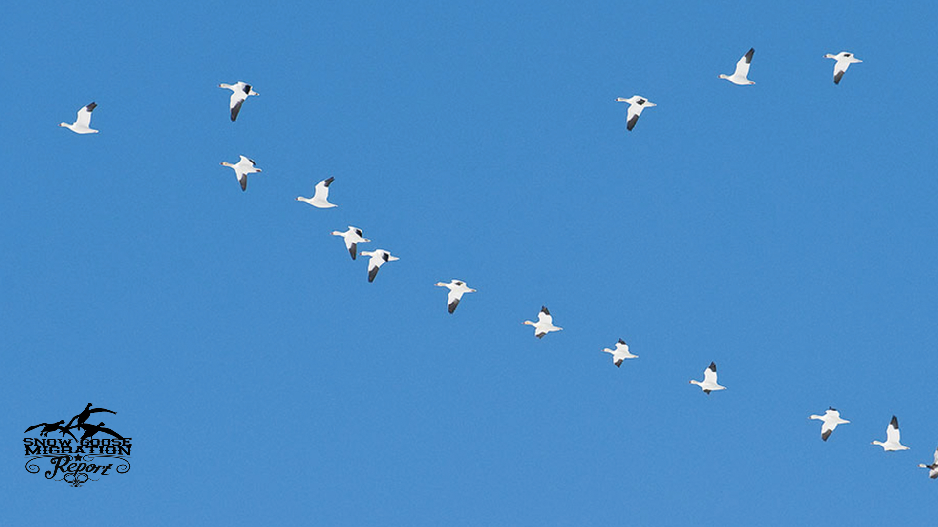 2025–26 Snow Goose Migration Patterns: When, Where & What to Expect This Season