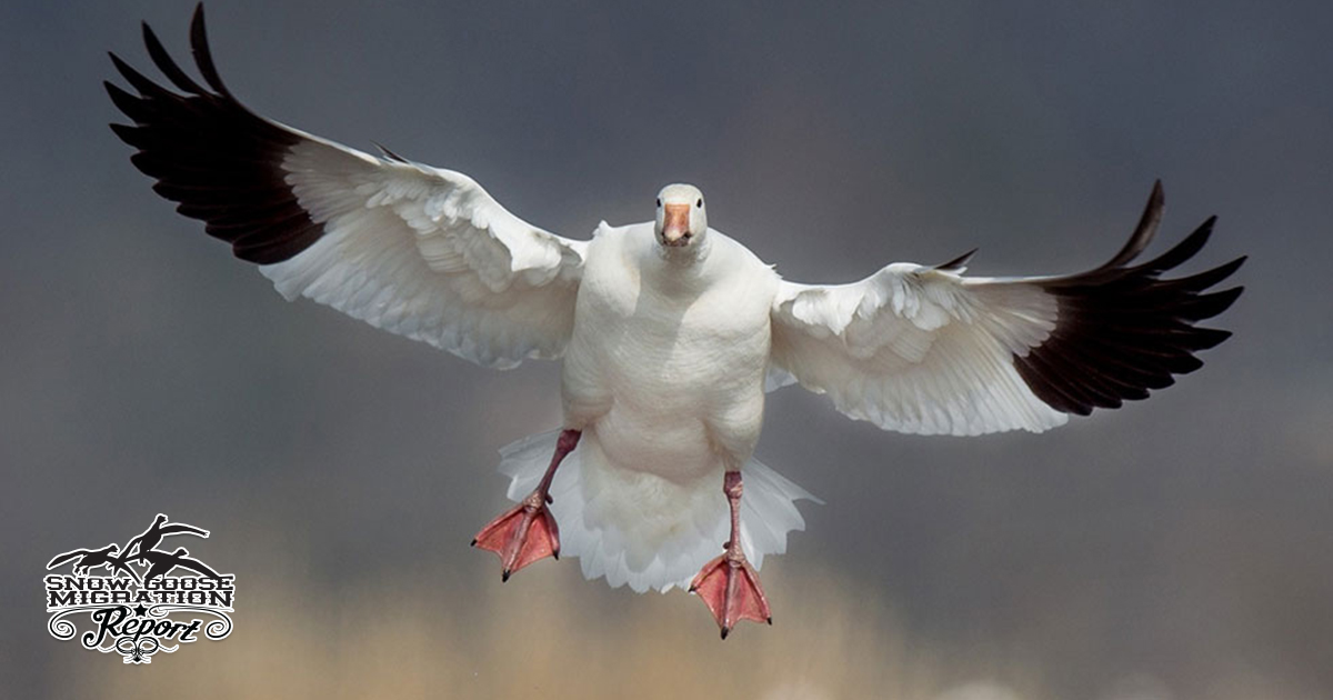Understanding Snow Goose Flyways: Central vs Mississippi — What It Means for Hunters, Guides & Photographers