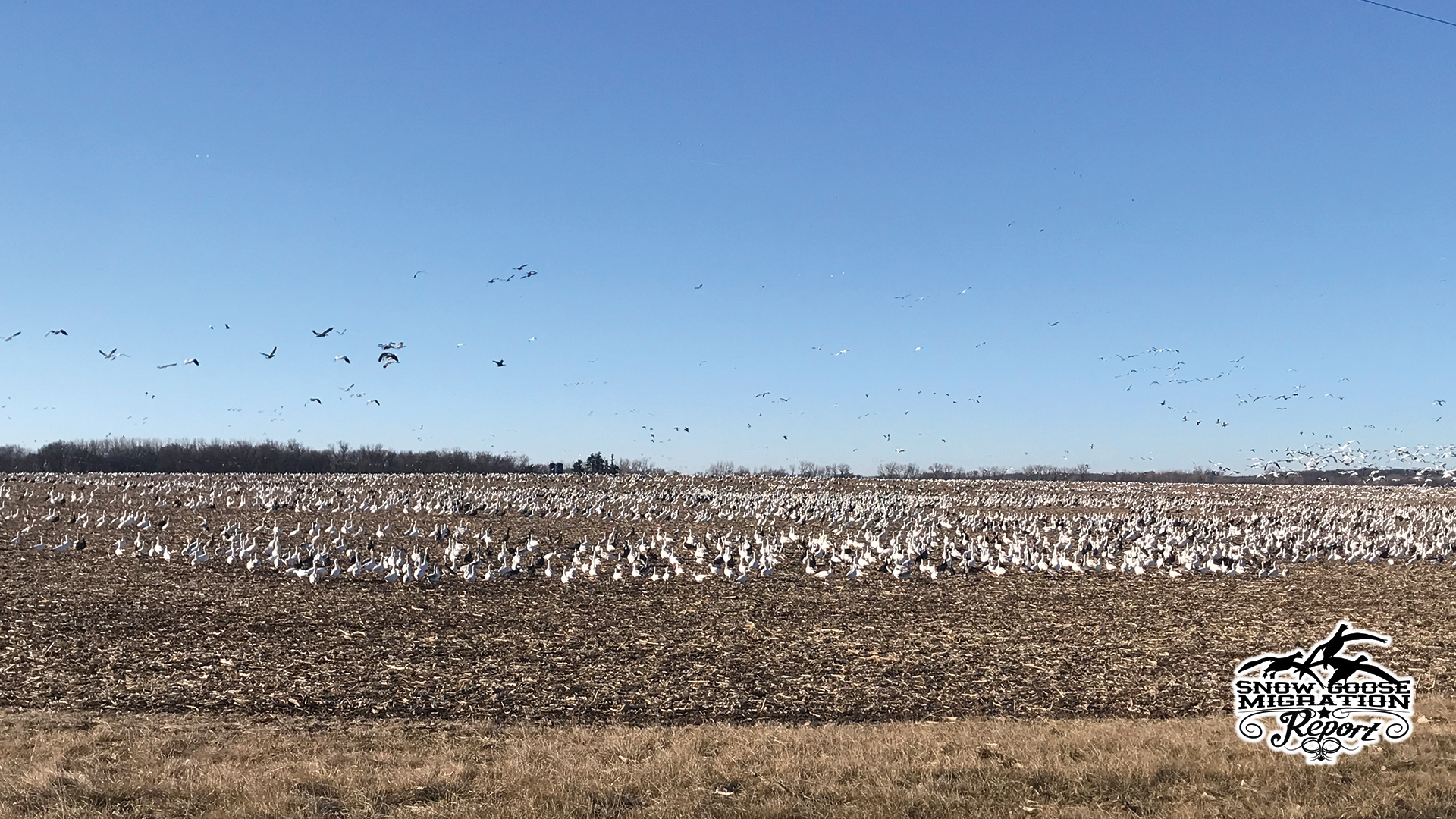 Snow Goose Decoy Spreads That Work: Small vs Massive Setups