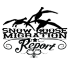 Snow Goose Migration Report Logo