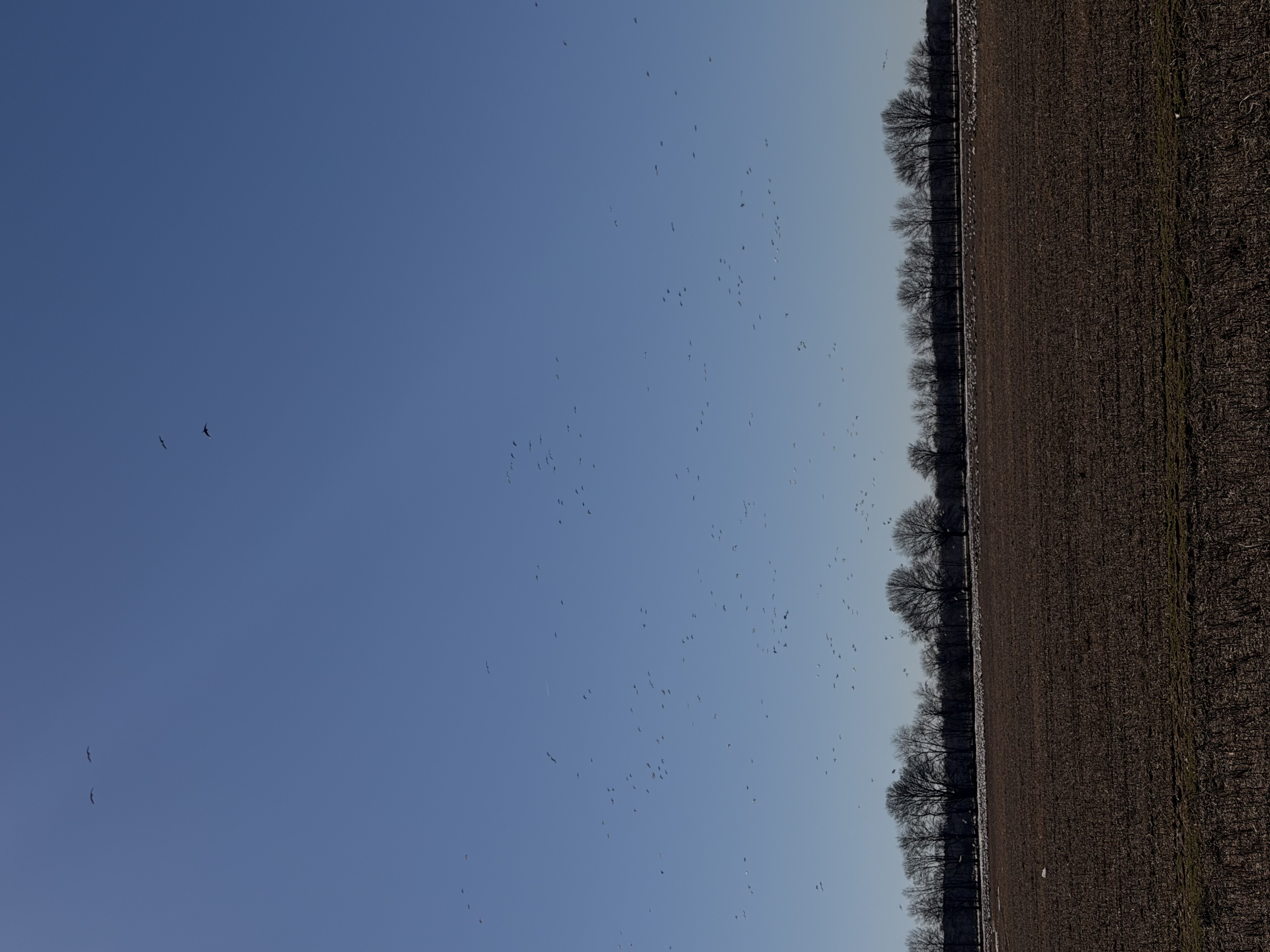 Snow Geese Reported in McCrory  Arkansas 2026-02-06 14:45:15