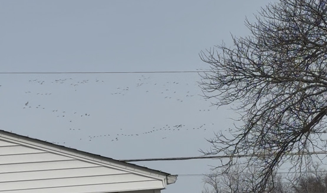 Snow Geese Reported in West Jefferson  Ohio 2026-02-14 12:08:32