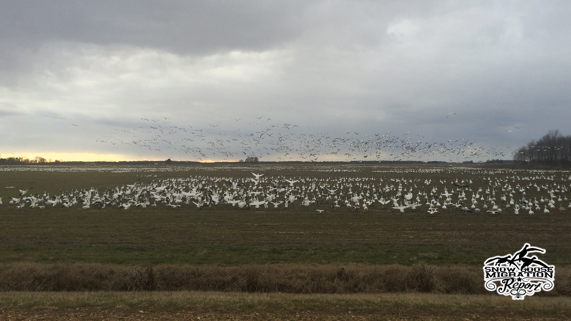 Snow Goose Migration Report — January 26, 2026