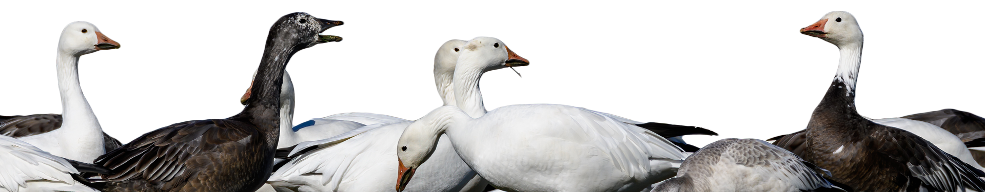 snow goose migration report overlay image
